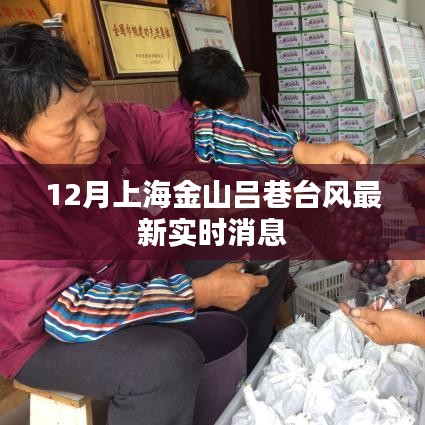 上海金山吕巷台风实时更新消息,最新动态速递