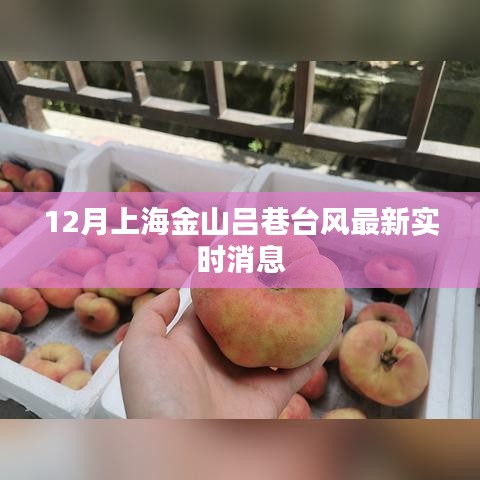 上海金山吕巷台风实时更新消息,最新动态速递