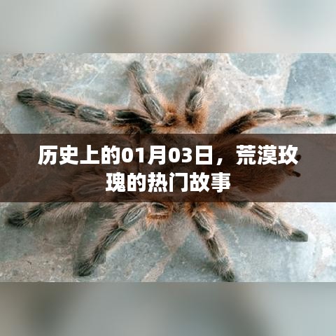 荒漠玫瑰的传奇故事,历史上的1月3日揭秘