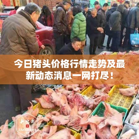 今日猪头价格行情走势及最新动态消息一网打尽!