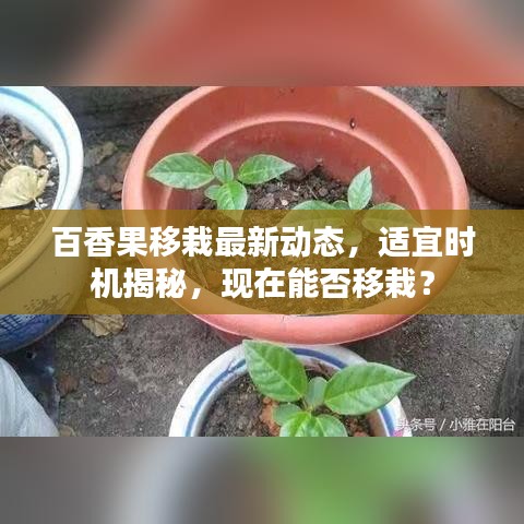 百香果移栽最新动态，适宜时机揭秘，现在能否移栽？
