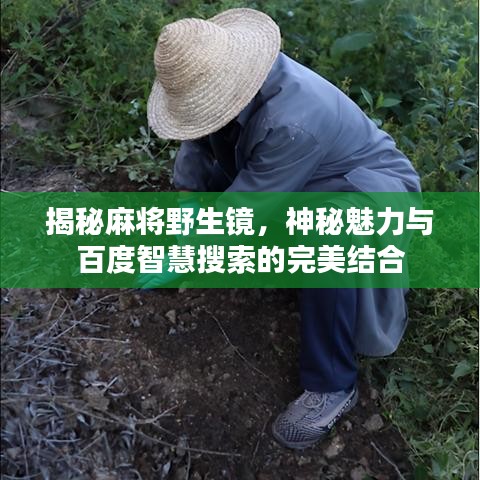 揭秘麻将野生镜,神秘魅力与百度智慧搜索的完美结合