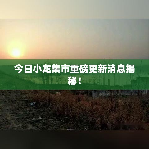今日小龙集市重磅更新消息揭秘！