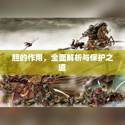 胆的作用,全面解析与保护之道