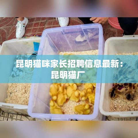昆明猫咪家长招聘信息最新:昆明猫厂