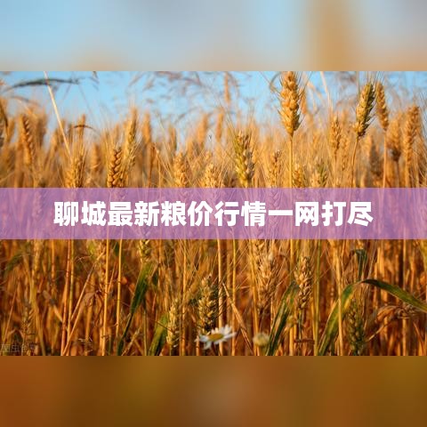 聊城最新粮价行情一网打尽