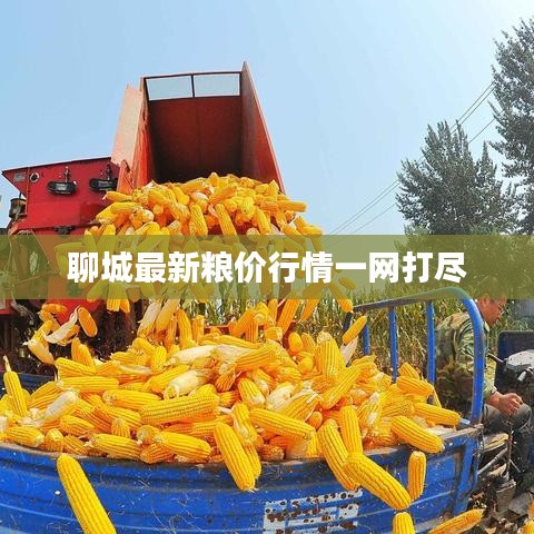 聊城最新粮价行情一网打尽
