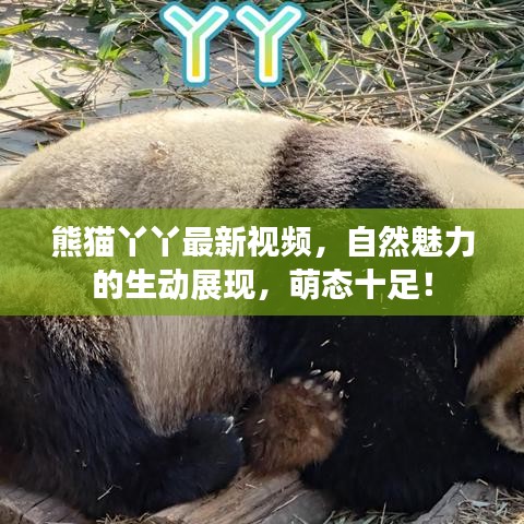 熊猫丫丫最新视频,自然魅力的生动展现,萌态十足!