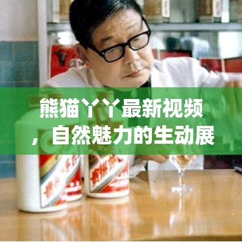 熊猫丫丫最新视频,自然魅力的生动展现,萌态十足!