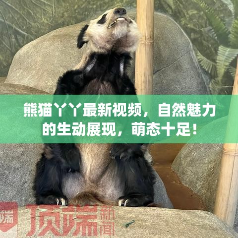 熊猫丫丫最新视频,自然魅力的生动展现,萌态十足!