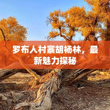 罗布人村寨胡杨林,最新魅力探秘