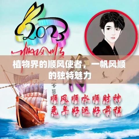 植物界的顺风使者,一帆风顺的独特魅力