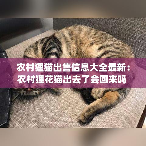 农村狸猫出售信息大全最新:农村狸花猫出去了会回来吗