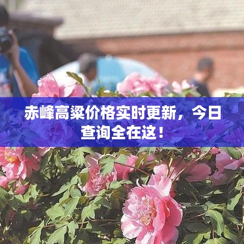 赤峰高粱价格实时更新，今日查询全在这！