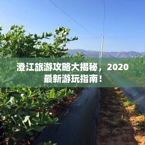 澄江旅游攻略大揭秘,2020最新游玩指南!