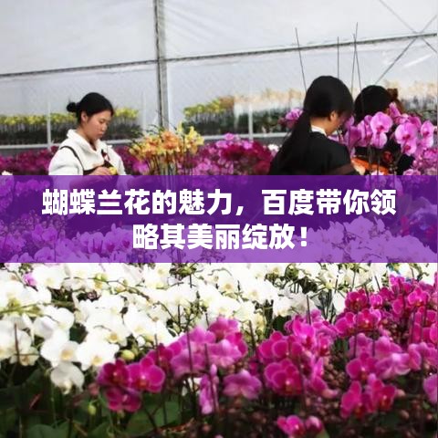 蝴蝶兰花的魅力,百度带你领略其美丽绽放!
