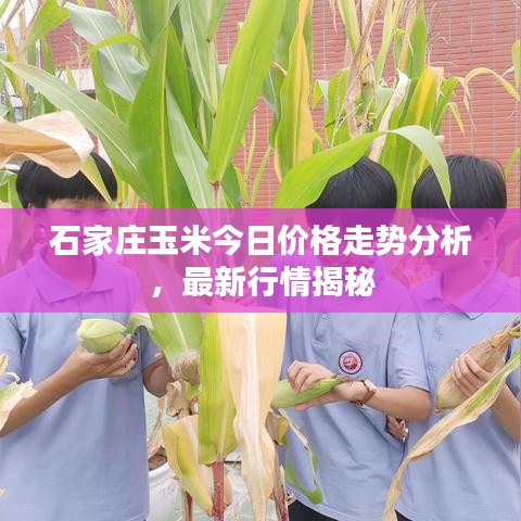 石家庄玉米今日价格走势分析,最新行情揭秘