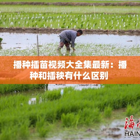 播种插苗视频大全集最新:播种和插秧有什么区别