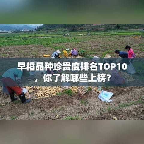 早稻品种珍贵度排名TOP10,你了解哪些上榜?