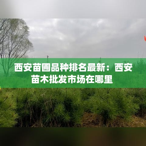 西安苗圃品种排名最新：西安苗木批发市场在哪里 