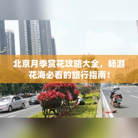 北京月季赏花攻略大全,畅游花海必看的旅行指南!