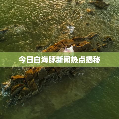 今日白海豚新闻热点揭秘
