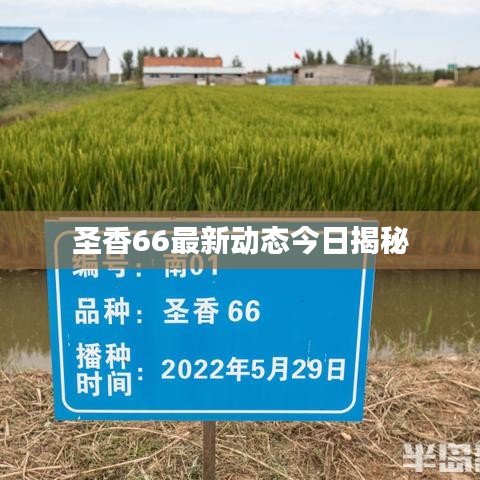 圣香66最新动态今日揭秘