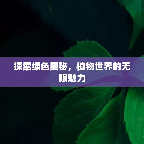 探索绿色奥秘,植物世界的无限魅力