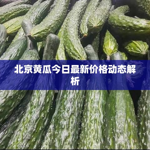 北京黄瓜今日最新价格动态解析