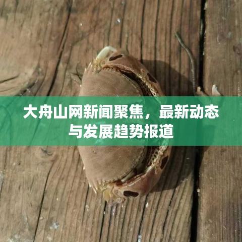 大舟山网新闻聚焦,最新动态与发展趋势报道