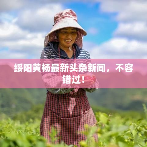 绥阳黄杨最新头条新闻,不容错过!