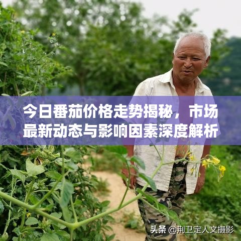 今日番茄价格走势揭秘,市场最新动态与影响因素深度解析