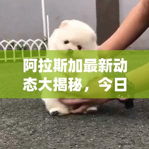 阿拉斯加最新动态大揭秘,今日头条报道汇总!