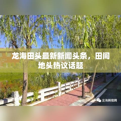 龙海田头最新新闻头条,田间地头热议话题