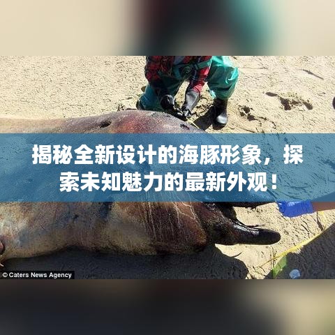 揭秘全新设计的海豚形象,探索未知魅力的最新外观!