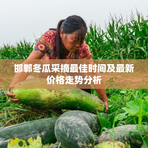 邯郸冬瓜采摘最佳时间及最新价格走势分析