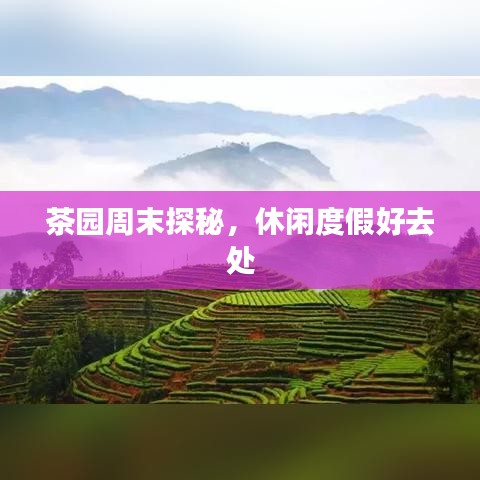 茶园周末探秘，休闲度假好去处