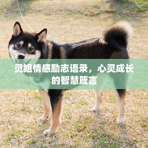 灵姐情感励志语录,心灵成长的智慧箴言