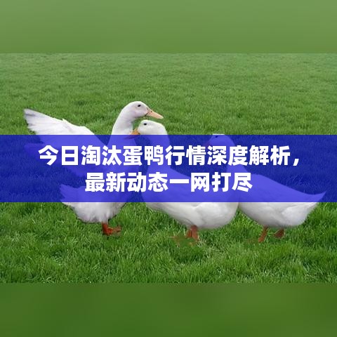 今日淘汰蛋鸭行情深度解析,最新动态一网打尽