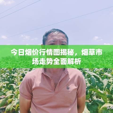 今日烟价行情图揭秘,烟草市场走势全面解析