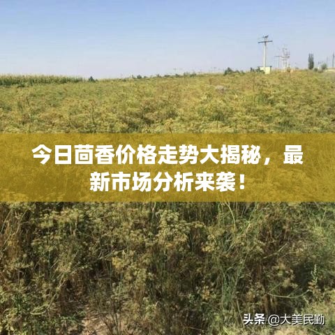 今日茴香价格走势大揭秘,最新市场分析来袭!
