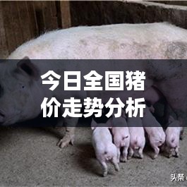 今日全国猪价走势分析,最新动态一览