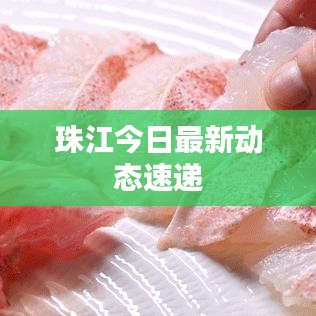 珠江今日最新动态速递