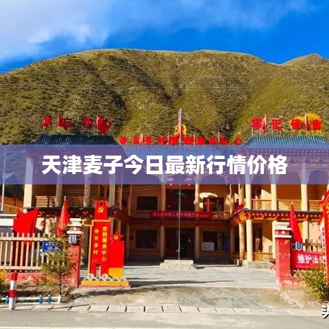 天津麦子今日最新行情价格