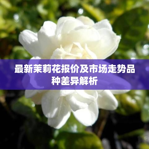 最新茉莉花报价及市场走势品种差异解析