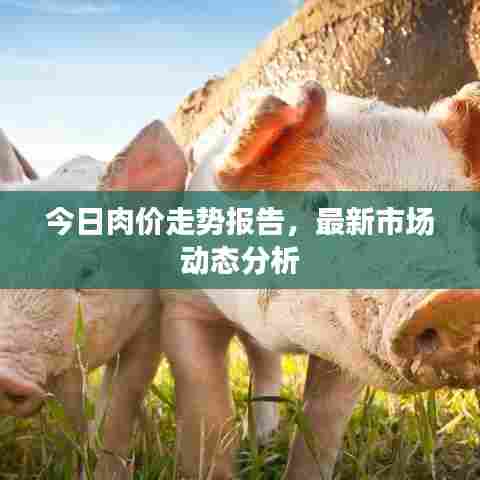 今日肉价走势报告,最新市场动态分析