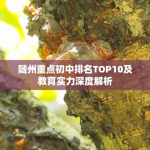 随州重点初中排名TOP10及教育实力深度解析