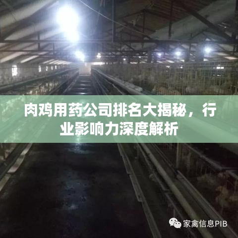 肉鸡用药公司排名大揭秘,行业影响力深度解析