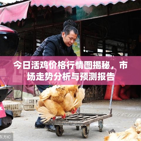 今日活鸡价格行情图揭秘,市场走势分析与预测报告