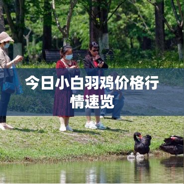 今日小白羽鸡价格行情速览